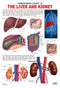 The Liver & Kidney : Reference Educational Wall Chart By Dreamland Publications