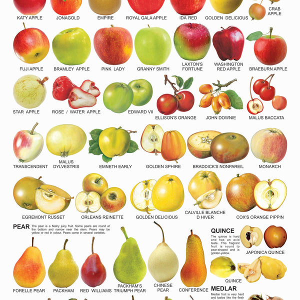 Fruits Name Chart English