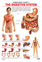 The Digestive System : Reference Educational Wall Chart By Dreamland Publications