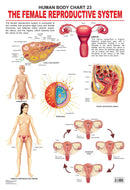 The Female Reproductive System : Reference Educational Wall Chart By Dreamland Publications 9788184511444