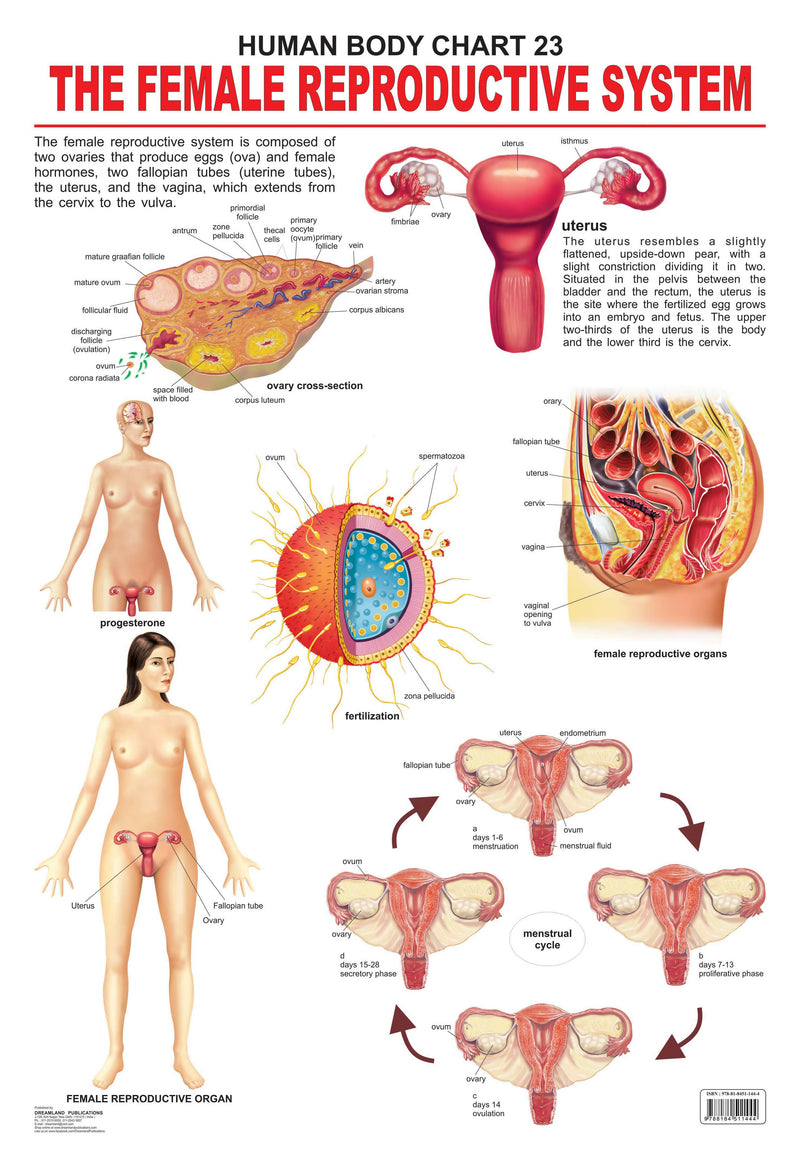 The Female Reproductive System : Reference Educational Wall Chart By Dreamland Publications 9788184511444