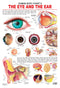 The Eye & the Ear : Reference Educational Wall Chart By Dreamland Publications 9788184511291