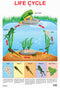 Life Cycle Chart : Reference Educational Wall Chart By Dreamland Publications 9788184519198