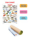 Fish : Reference Educational Wall Chart By Dreamland Publications