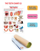 The Teeth : Reference Educational Wall Chart by Dreamland Publications