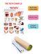 The Teeth : Reference Educational Wall Chart by Dreamland Publications
