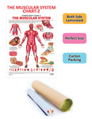 The Muscular System : Reference Educational Wall Chart By Dreamland Publications