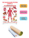 The Muscular System : Reference Educational Wall Chart By Dreamland Publications 9788184511239