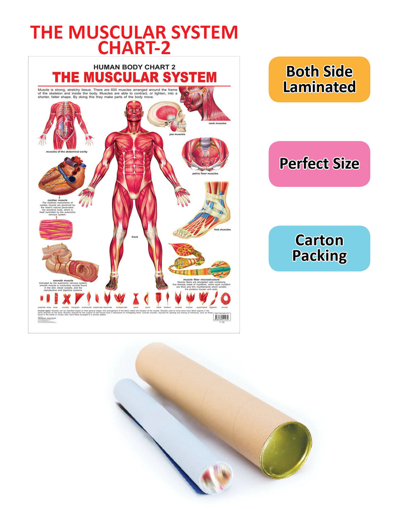 The Muscular System : Reference Educational Wall Chart By Dreamland Publications