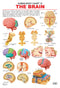 The Brain : Reference Educational Wall Chart By Dreamland Publications