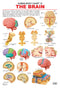 The Brain : Reference Educational Wall Chart By Dreamland Publications