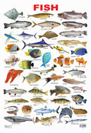 Fish : Reference Educational Wall Chart By Dreamland Publications
