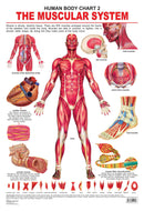 The Muscular System : Reference Educational Wall Chart By Dreamland Publications