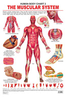 The Muscular System : Reference Educational Wall Chart By Dreamland Publications 9788184511239