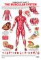 The Muscular System : Reference Educational Wall Chart By Dreamland Publications