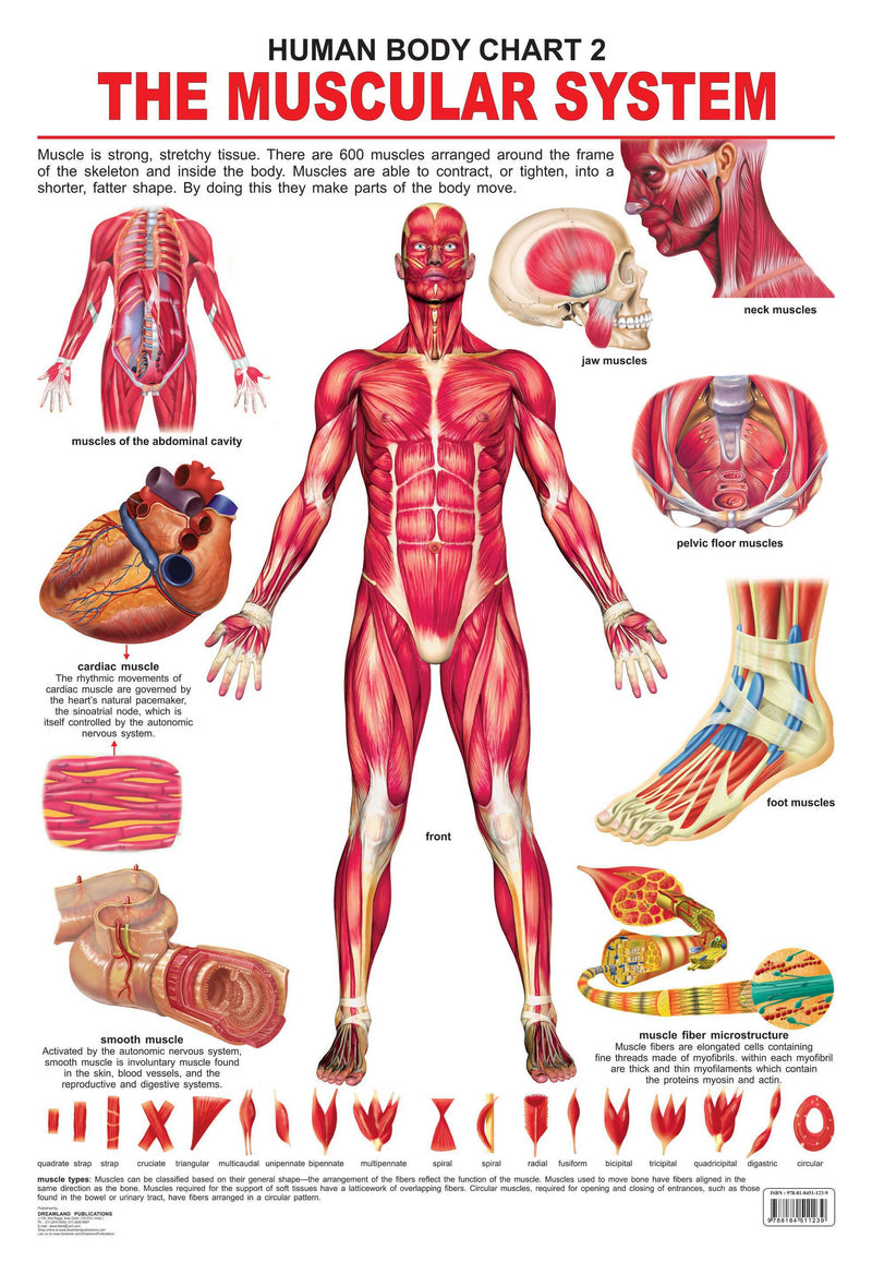 The Muscular System : Reference Educational Wall Chart By Dreamland Publications