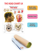 The Head : Reference Educational Wall Chart by Dreamland Publications