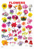 Flower : Reference Educational Wall Chart By Dreamland Publications