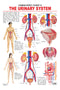 The Urinary System : Reference Educational Wall Chart by Dreamland Publications