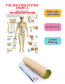 The Skeletal System : Reference Educational Wall Chart By Dreamland Publications