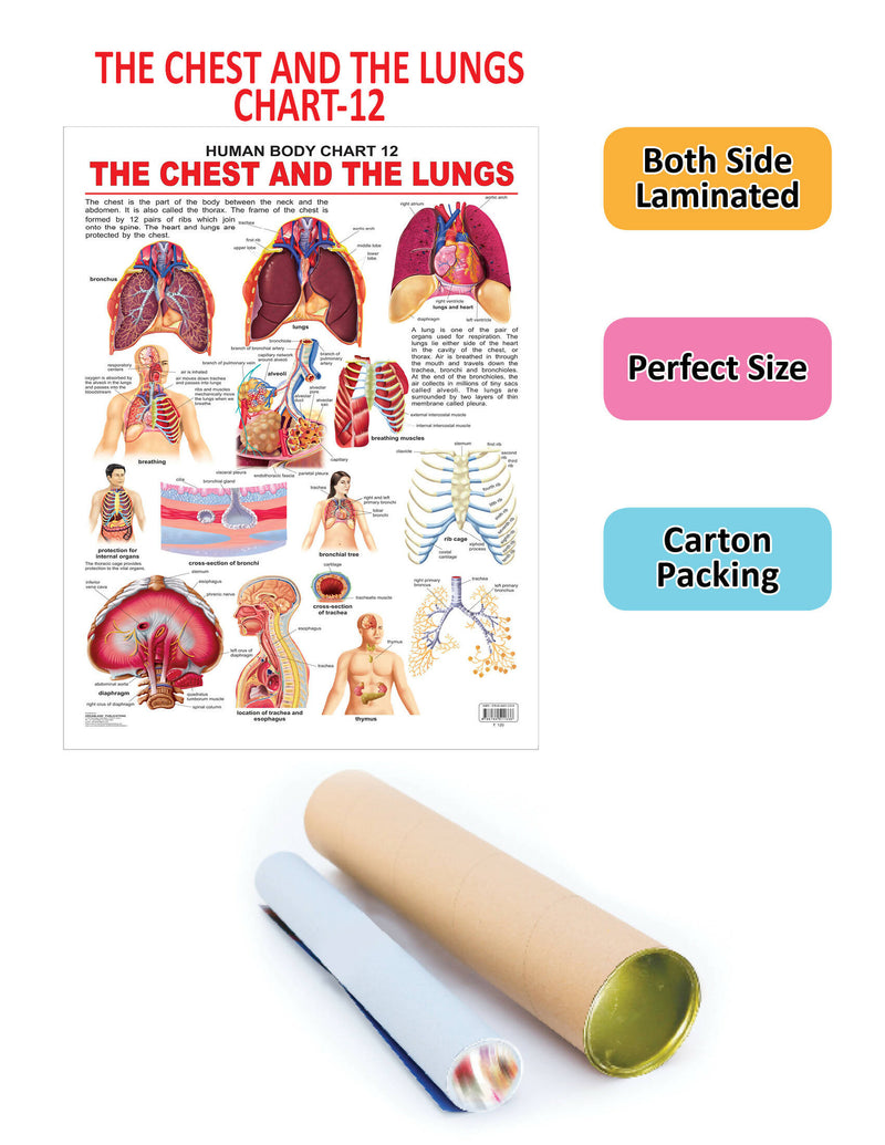 The Chest & the Lungs : Reference Educational Wall Chart By Dreamland Publications 9788184511338
